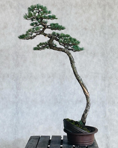 Pinus parviflora bonsai by Francesco Santini