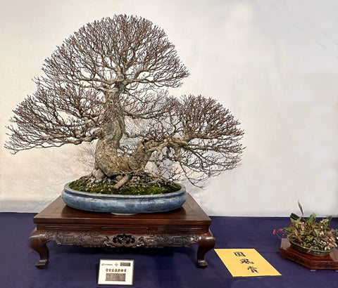 Korean hornbeam 2023 Kokufu bonsai