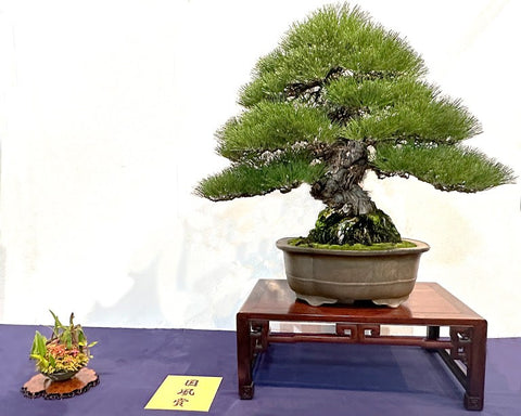 Japanese black pine 2023 Kokufu bonsai