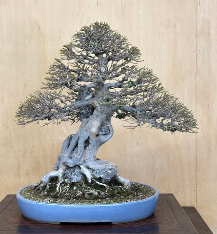 root over rock Trident Maple bonsai by Peter Tea