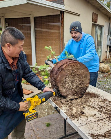 Peter Tea and friend slicing a bonsai rootball with a Sawzall