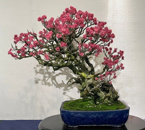 2023 Kokufu bonsai