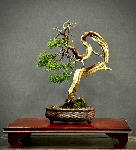 鳳鳴盆栽 bonsai