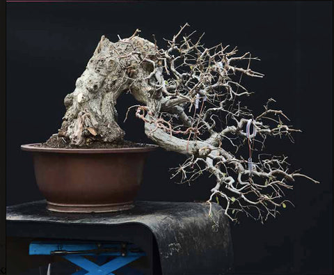 Hornbeam bonsai by Walter Pall