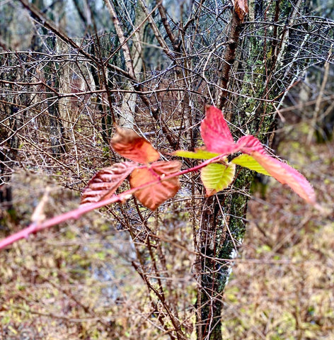 colorful leaves in the woods