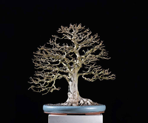 Trident maple bonsai by Walter Pall, pot by Walter Venne