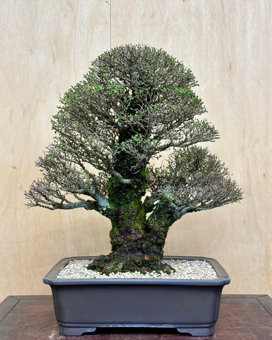 Seiju elm bonsai with moss covering some of the trunk by Peter Tea in grey pot