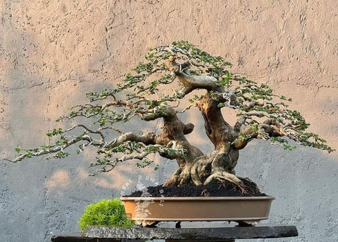 bonsai tree against wall in oval bonsai pot