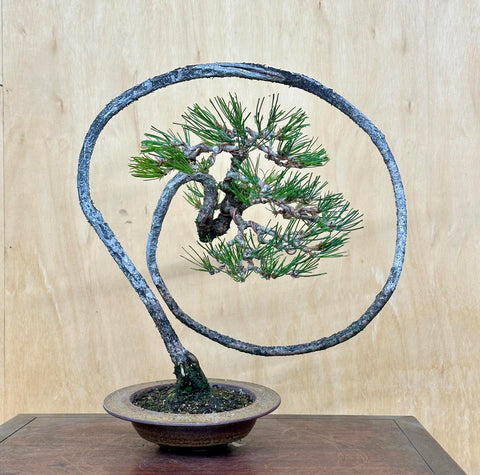 Black Pine bonsai curved into a spiral by Peter Tea in small brown pot