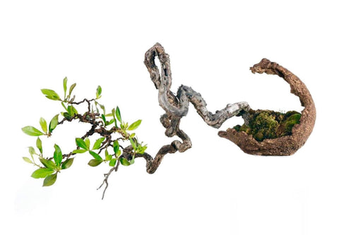 Buttonwood bonsai by Ed Trout