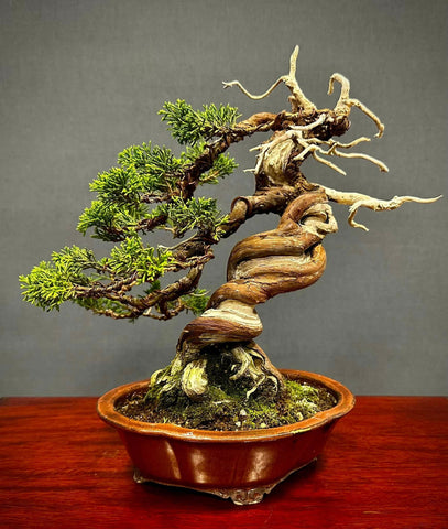 鳳鳴盆栽 bonsai