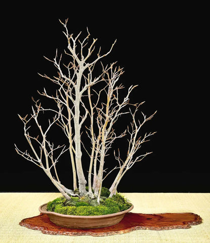 Beech bonsai by Mark Arpag