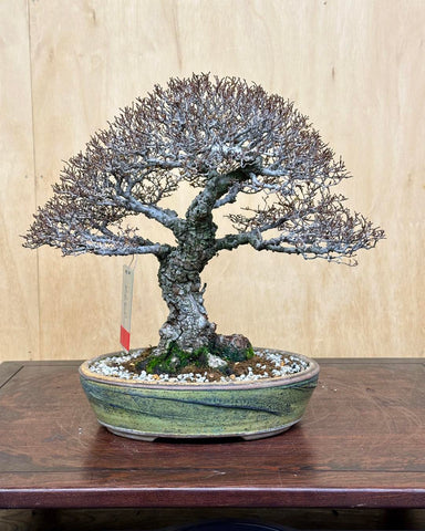 Ramified Seiju Elm bonsai in a Sara Rayner pot