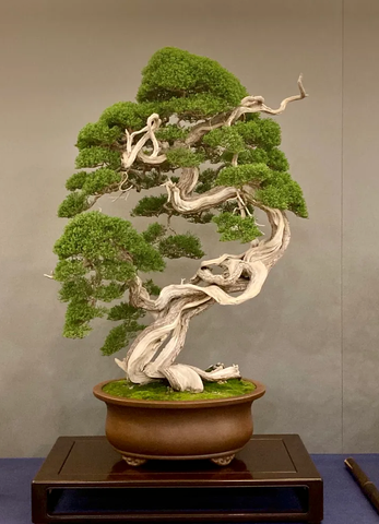 Itoigawa juniper bonsai