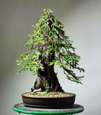 Redwood bonsai by Eric Schrader