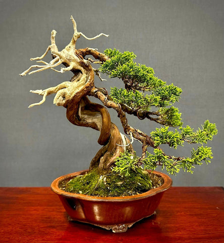 鳳鳴盆栽 bonsai