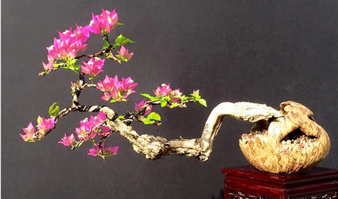 Bougainvillea bonsai by Ed Trout