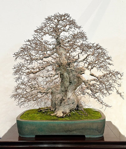 2023 Kokufu bonsai