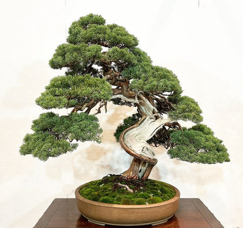 2023 Kokufu bonsai