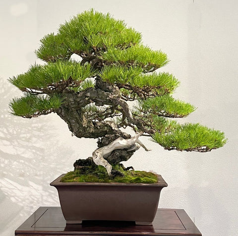 2023 Kokufu bonsai