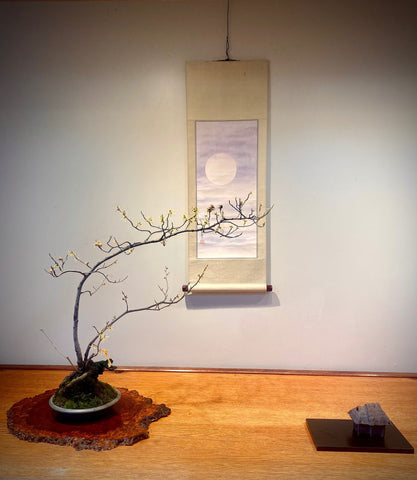 bonsai tree display by Mark Arpag