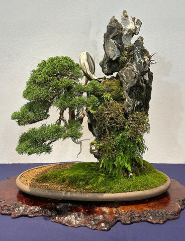 root-on-rock juniper 2023 Kokufu bonsai