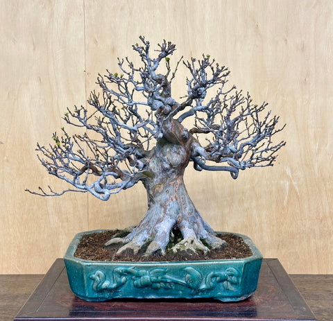 Chinese quince bonsai by Peter Tea in teal pot