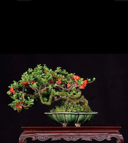 Chojubai dwarf flowering quince by Mark Arpag