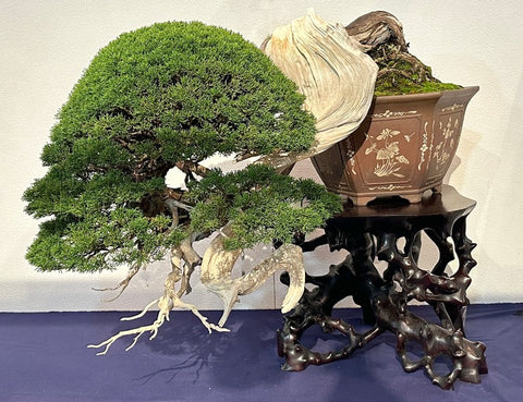 2023 Kokufu bonsai