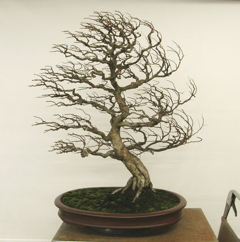 windblown Chinese elm by David De Groot
