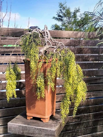 Acacia with imported Chinese pot