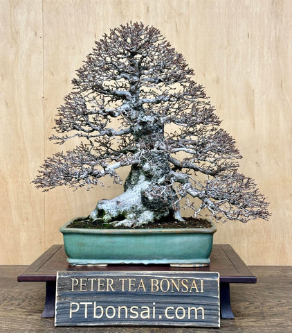 Korean Hornbeam bonsai by Peter Tea in aqua pot