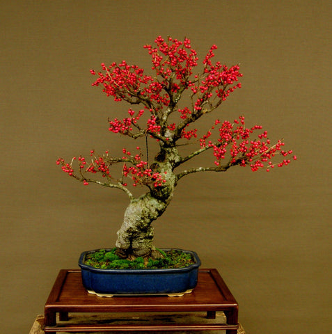 Japanese winterberry bonsai by David De Groot