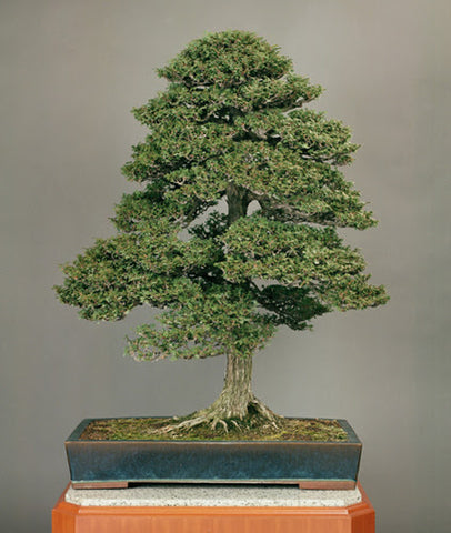 Imperial family's bonsai to go on display to mark end of Heisei Era