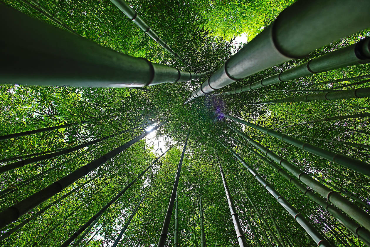 A top view shot of a bamboo forest showing the green, lush leaves and sturdy stems.