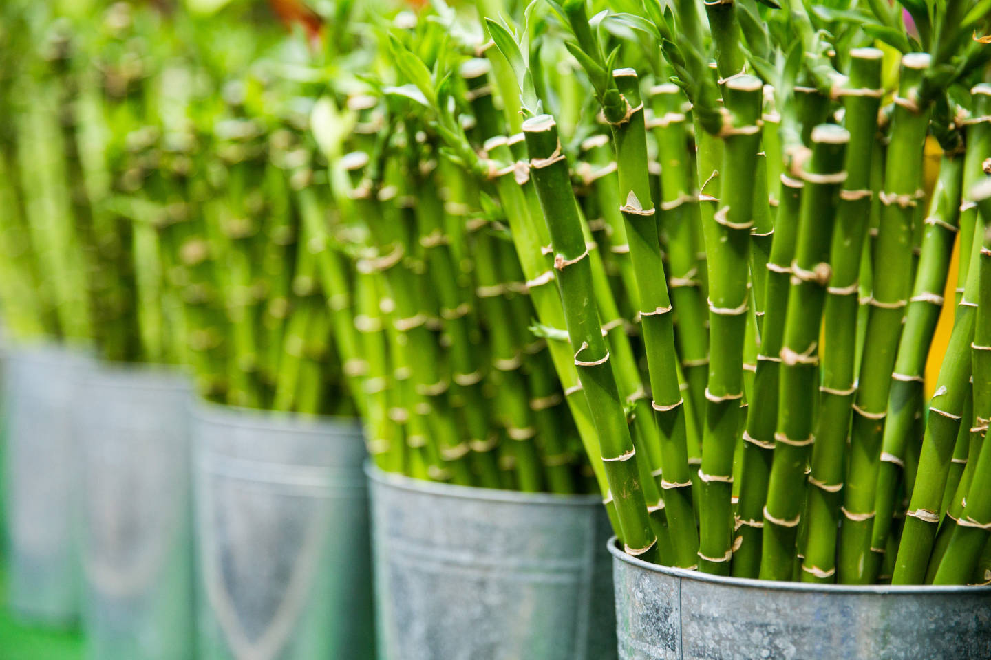 Bamboo stalks placed in gray galvanized buckets.