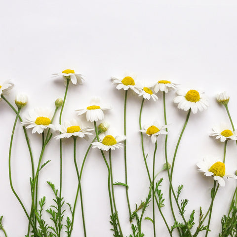 Chamomile is one of the best supplements to Help People with Eczema and Sensitive Skin