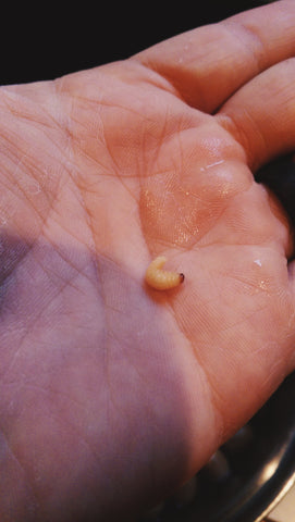 This little guy was still wiggling around in my acorn bag after sitting a few weeks. I guess he had a good meal.