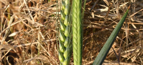 Durum (left) is a modern wheat and has larger grains than ancient Einkorn (right)