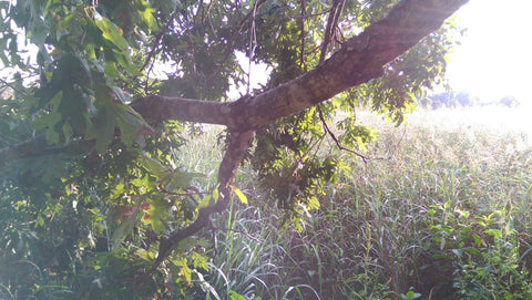 A low branch of an old white oak tree where I get my acorns. White oaks are great because they produce every year whereas red oaks are bi-annual. This old branch is seeking home in the ground, and when it finds it, will start a new root system from which new oaks will sprout.