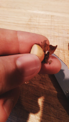 After shelling the acorn you’ll want to get as much of this skin off as possible. This is the source of the tannin and will result in a bitter taste if you leave it on.