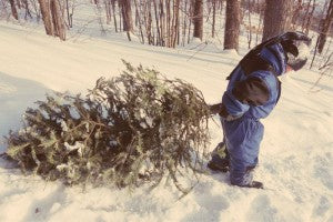 Cut down a Christmas Tree