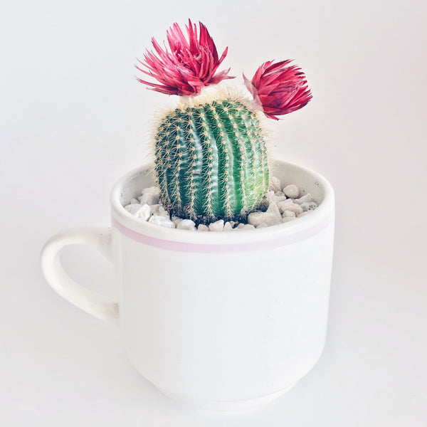 cactus in coffee cup 