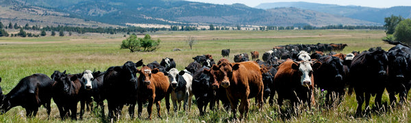 Jess Valley Land and Cattle