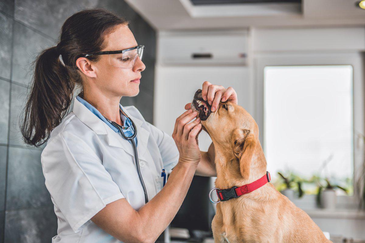 dog dentist