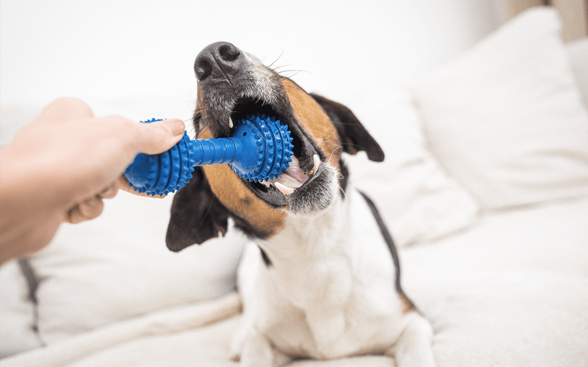 how-to-pick-the-safest-toys-for-your-pets-vohc-vet-recommended-oral