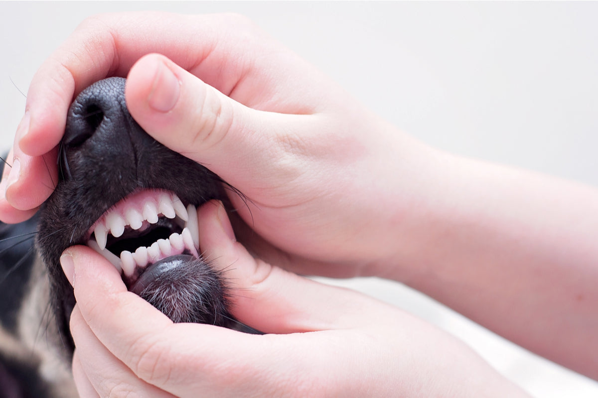 how do you prevent periodontal disease in dogs