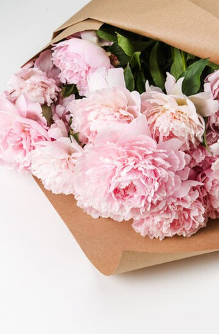 Carnations valentine flower