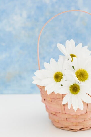 Daisies most romantic flower for valentine day