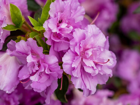 Freesia best fragrant flowering plants
